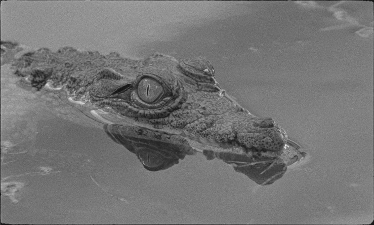 Tabu: Portugal, Miguel Gomes 2012. 